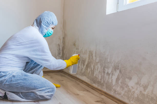 Licensed Mold Testing service in Hudson, MI - WQB Mold Removal